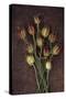 Seed Heads-Den Reader-Stretched Canvas