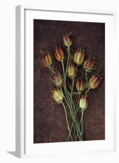 Seed Heads-Den Reader-Framed Photographic Print