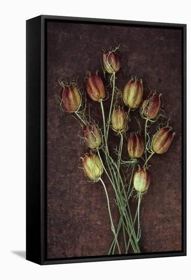 Seed Heads-Den Reader-Framed Stretched Canvas