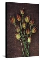 Seed Heads-Den Reader-Stretched Canvas