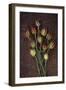 Seed Heads-Den Reader-Framed Premium Photographic Print