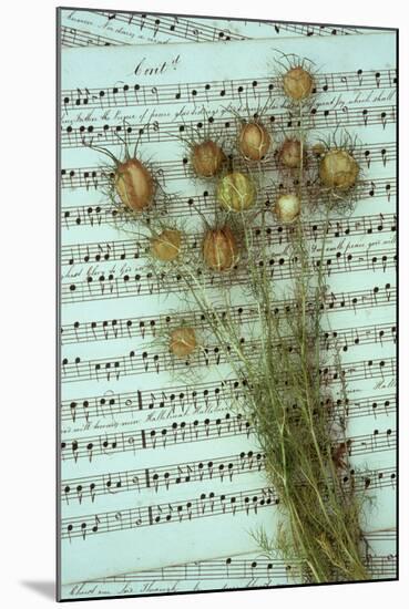 Seed Heads-Den Reader-Mounted Photographic Print