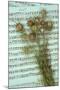 Seed Heads-Den Reader-Mounted Photographic Print