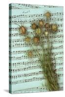 Seed Heads-Den Reader-Stretched Canvas