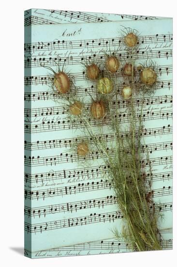 Seed Heads-Den Reader-Stretched Canvas