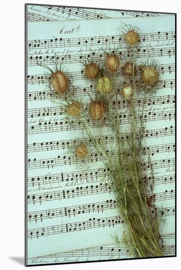 Seed Heads-Den Reader-Mounted Photographic Print