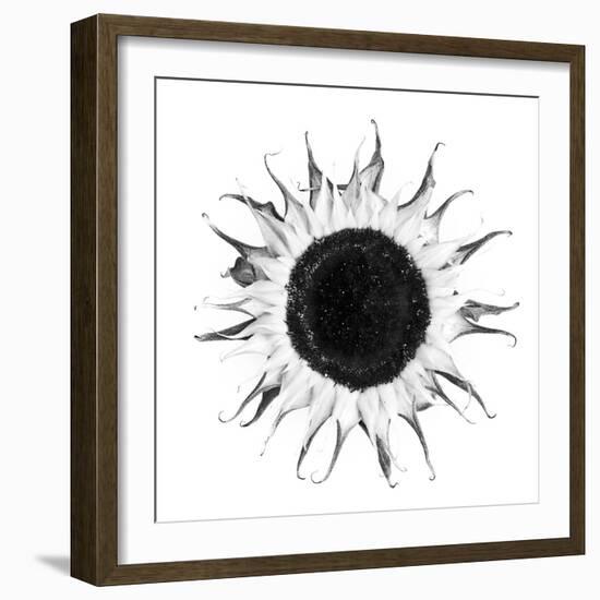 Seed Journey I-James Guilliam-Framed Giclee Print