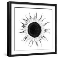 Seed Journey I-James Guilliam-Framed Giclee Print