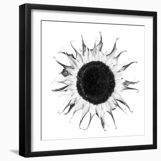 Seed Journey I-James Guilliam-Framed Giclee Print