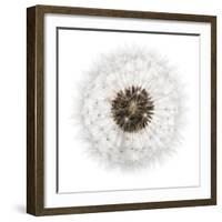 Seed Journey II-James Guilliam-Framed Giclee Print