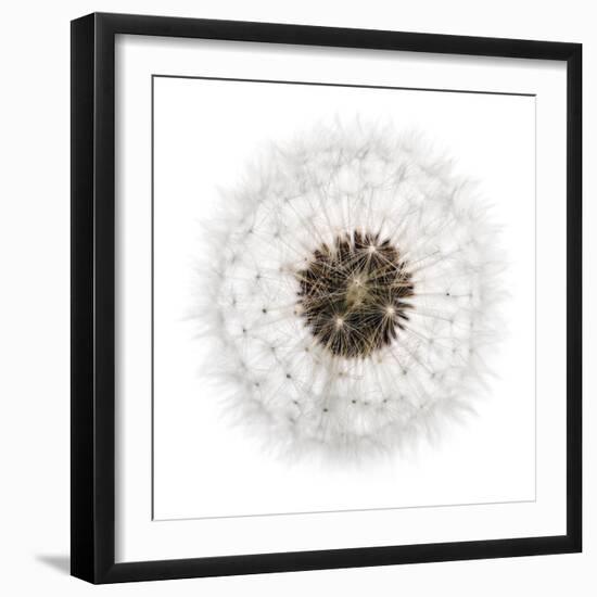 Seed Journey II-James Guilliam-Framed Giclee Print