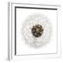 Seed Journey II-James Guilliam-Framed Giclee Print