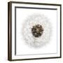 Seed Journey II-James Guilliam-Framed Giclee Print