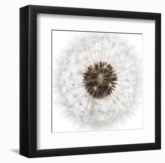 Seed Journey II-James Guilliam-Framed Giclee Print