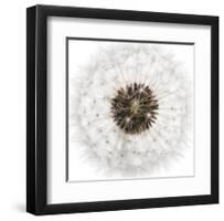 Seed Journey II-James Guilliam-Framed Giclee Print