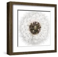 Seed Journey II-James Guilliam-Framed Giclee Print