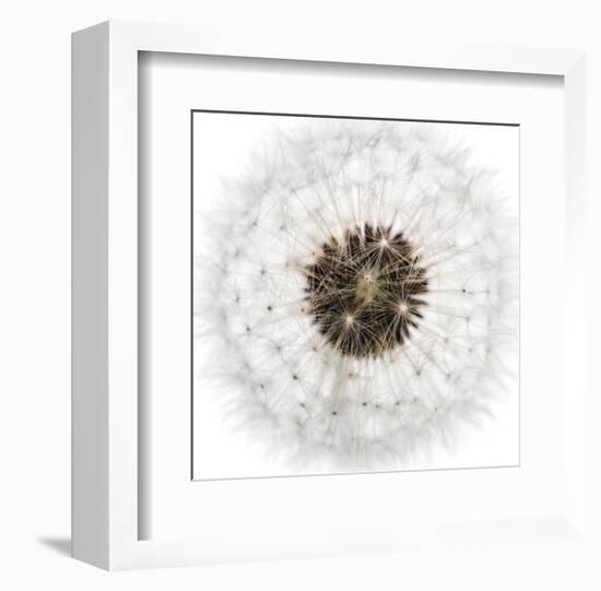 Seed Journey II-James Guilliam-Framed Giclee Print