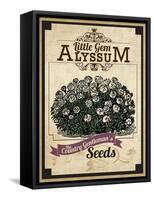 Seed Packet - Alyssum-The Saturday Evening Post-Framed Stretched Canvas
