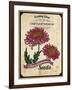 Seed Packet - Chrysanthemum-The Saturday Evening Post-Framed Giclee Print