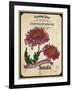 Seed Packet - Chrysanthemum-The Saturday Evening Post-Framed Giclee Print