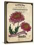 Seed Packet - Chrysanthemum-The Saturday Evening Post-Stretched Canvas