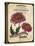 Seed Packet - Chrysanthemum-The Saturday Evening Post-Stretched Canvas