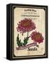 Seed Packet - Chrysanthemum-The Saturday Evening Post-Framed Stretched Canvas