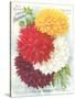 Seed Packet, Dahlias-null-Stretched Canvas