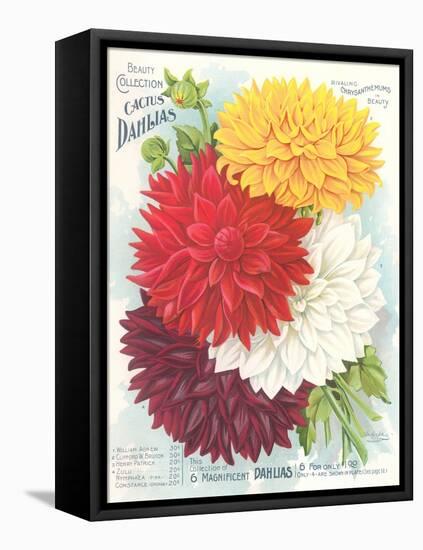 Seed Packet, Dahlias-null-Framed Stretched Canvas