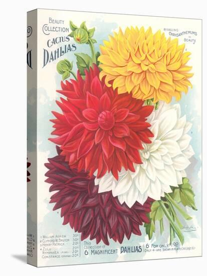 Seed Packet, Dahlias-null-Stretched Canvas