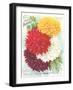 Seed Packet, Dahlias-null-Framed Art Print