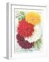 Seed Packet, Dahlias-null-Framed Art Print