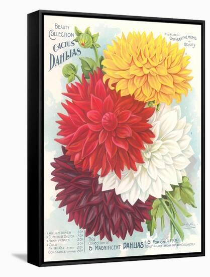 Seed Packet, Dahlias-null-Framed Stretched Canvas