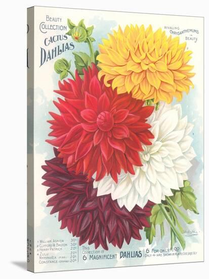 Seed Packet, Dahlias-null-Stretched Canvas