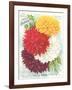 Seed Packet, Dahlias-null-Framed Art Print