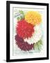 Seed Packet, Dahlias-null-Framed Art Print