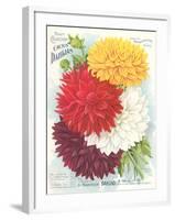 Seed Packet, Dahlias-null-Framed Art Print