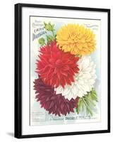 Seed Packet, Dahlias-null-Framed Art Print