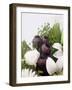 Seed Pod Bouquet, 1999-Norman Hollands-Framed Photographic Print