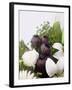 Seed Pod Bouquet, 1999-Norman Hollands-Framed Photographic Print