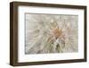 Seedhead of yellow salsify, Eastern Washington-Darrell Gulin-Framed Photographic Print