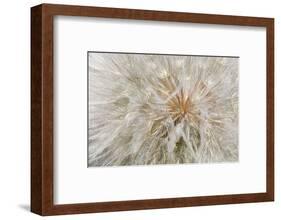 Seedhead of yellow salsify, Eastern Washington-Darrell Gulin-Framed Photographic Print