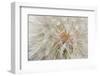 Seedhead of yellow salsify, Eastern Washington-Darrell Gulin-Framed Photographic Print