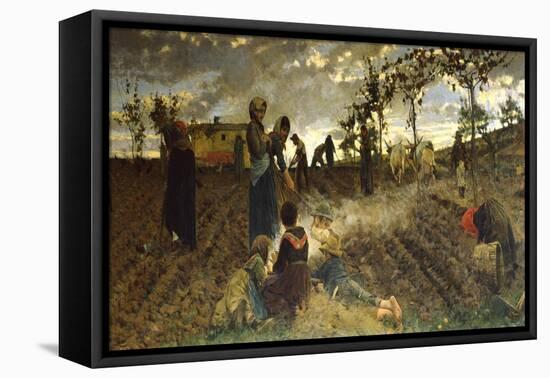 Seeding in Tuscany-Niccolo Cannicci-Framed Stretched Canvas