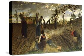 Seeding in Tuscany-Niccolo Cannicci-Stretched Canvas