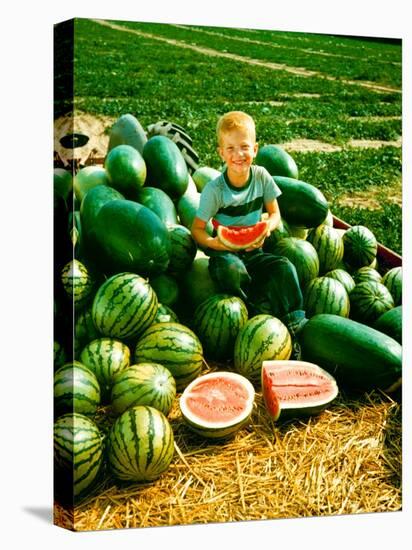 Seedless Watermelons at Purdue University-John Dominis-Stretched Canvas