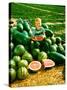 Seedless Watermelons at Purdue University-John Dominis-Stretched Canvas