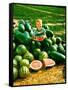 Seedless Watermelons at Purdue University-John Dominis-Framed Stretched Canvas