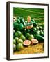 Seedless Watermelons at Purdue University-John Dominis-Framed Photographic Print