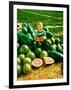 Seedless Watermelons at Purdue University-John Dominis-Framed Photographic Print